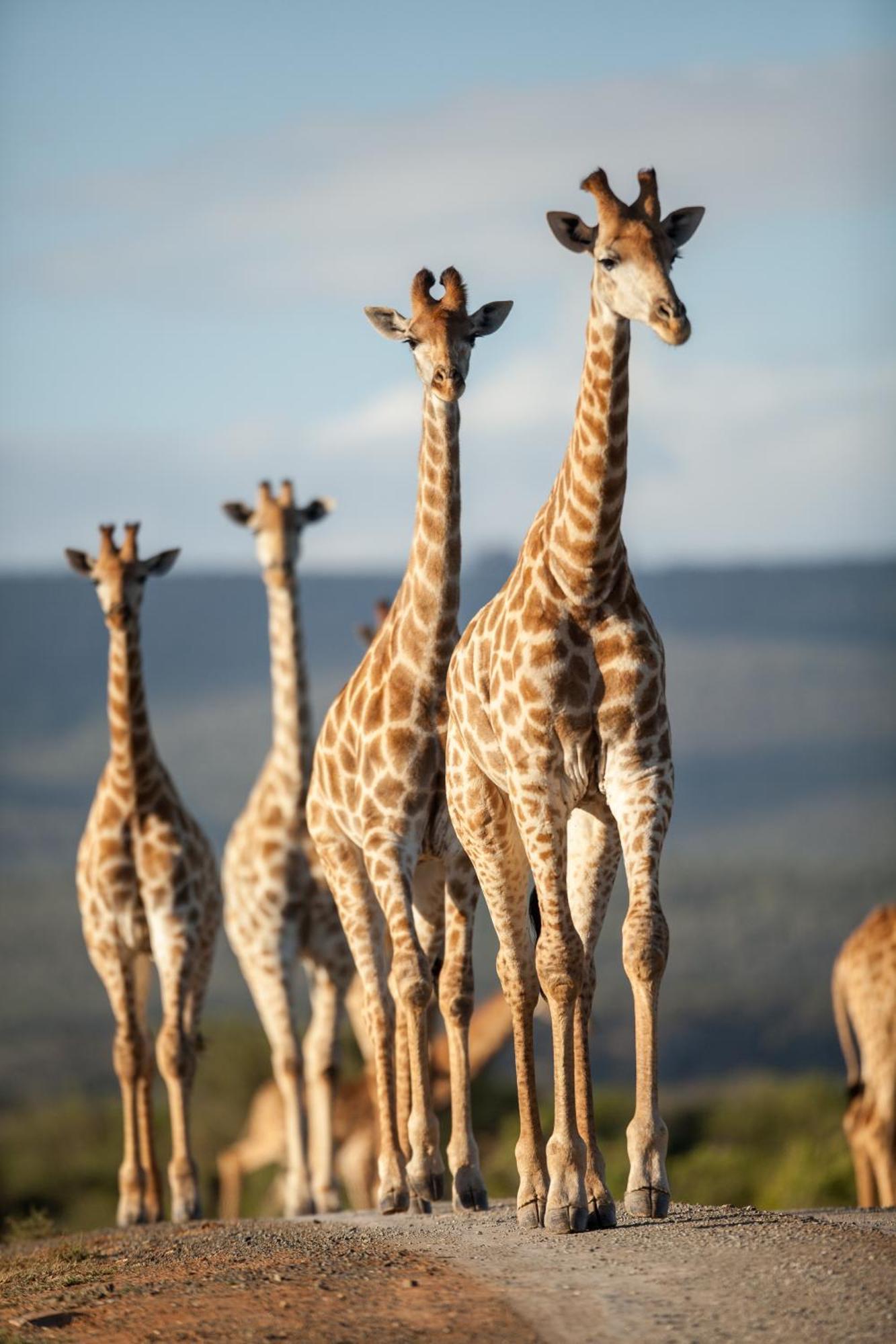 Kwandwe Private Game Reserve - Great Fish River Lodge Граъмстаун Екстериор снимка