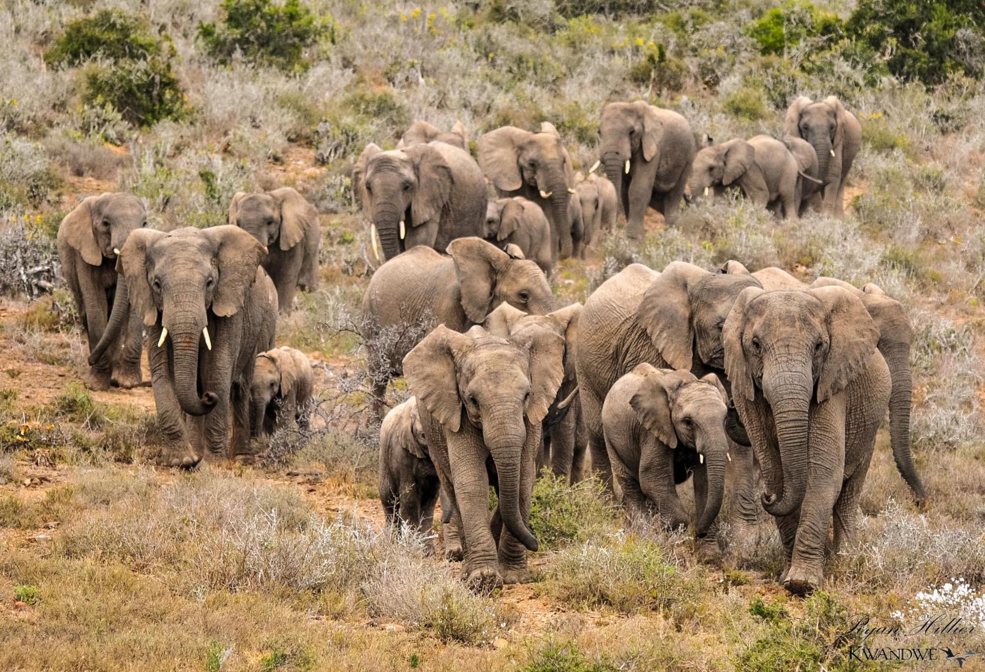 Kwandwe Private Game Reserve - Great Fish River Lodge Граъмстаун Екстериор снимка